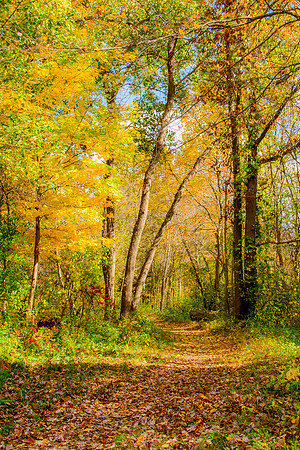 Path Through A Yellow Wood