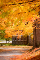 Under The Autumn Canopy