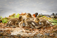 DUCKLINGS!