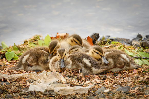 DUCKLINGS!