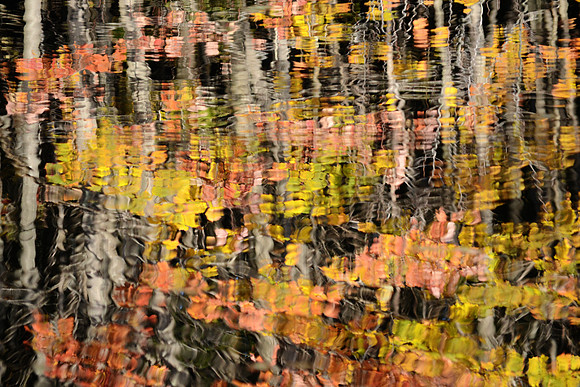 Leafy Reflections