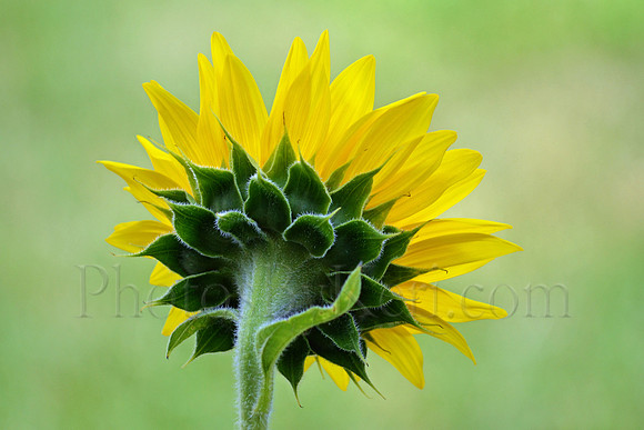 Rear View Sunflower