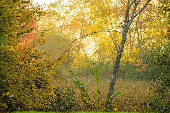The Misty Meadow