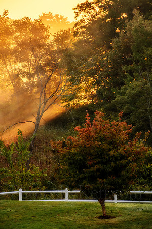 Golden Misty Morning