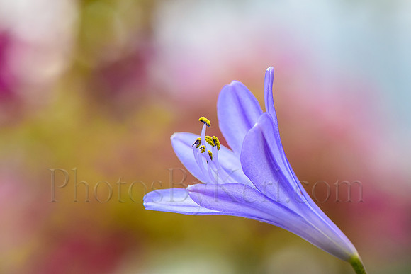 Trumpets Of Spring