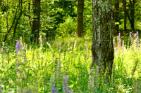 Spring Scenics