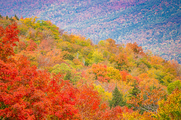 Rainbow of Foliage