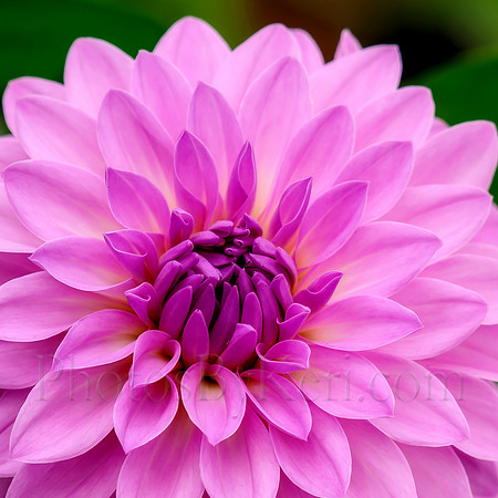 Purple Dahlia