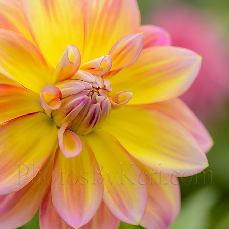 Pastel Dahlia