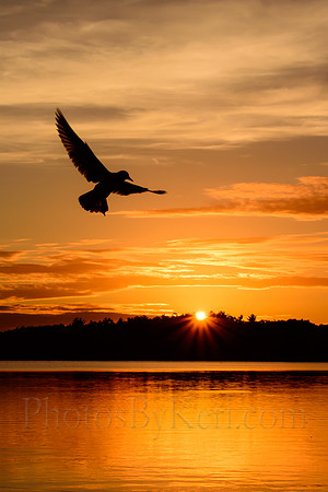 Sunset And Seagull Silhouette