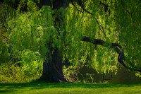 Spring Swing