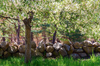 Stone Wall Spring