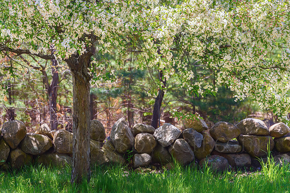 Stone Wall Spring