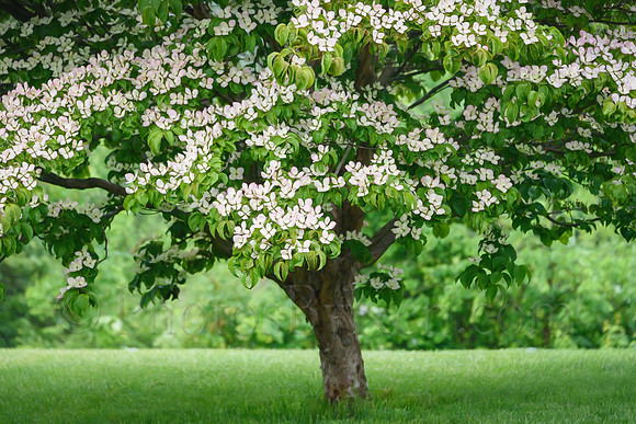 Dogwood Dream