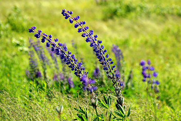 Swaying Lupine