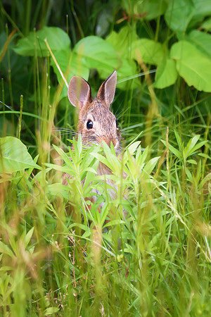 Peek-A-Bunny