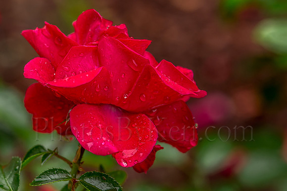 Raindrops On Rose