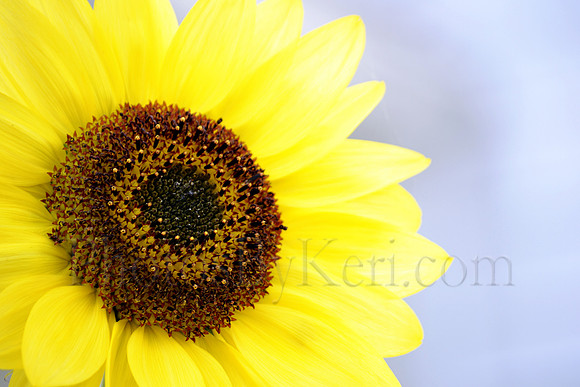 Lemon Drop Sunflower