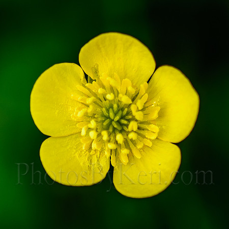 Buttercup