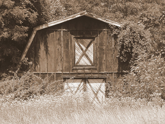 Overgrown Barn