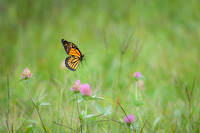 Fluttering By