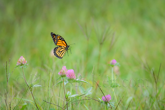 Fluttering By