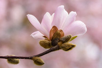Magnolia Bliss