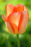 Dreamsicle