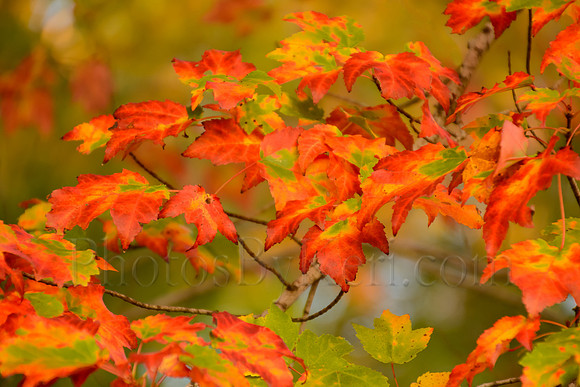 Autumn In Technicolor