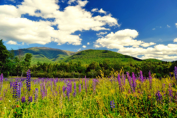 Purple Mountain Majesties