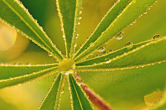 Morning Dew