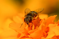 WIld World - A Collection of Flora and Fauna