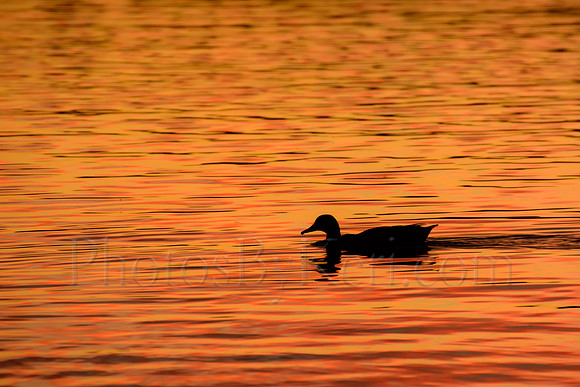 Swimming In Painted Water