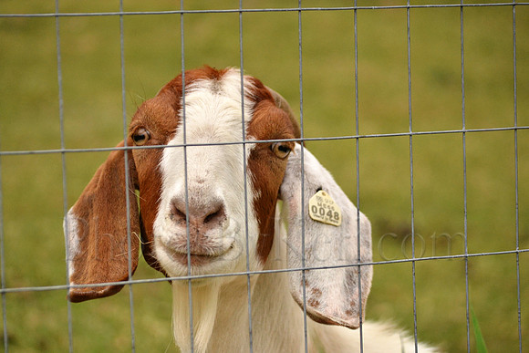 What Long Ears You Have