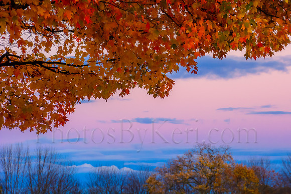 Window Through The Trees