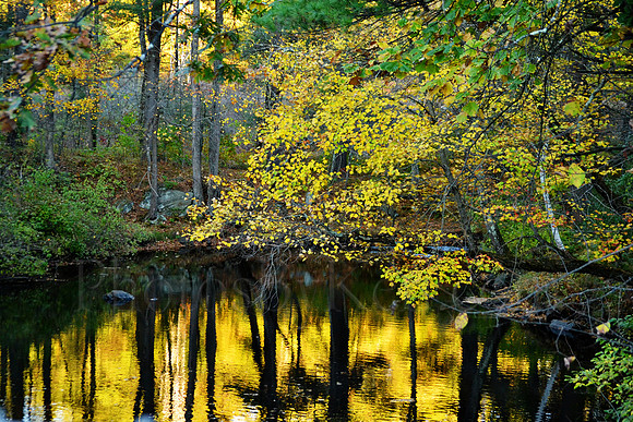 Golden Light Reflected