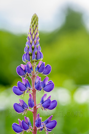 Lupine