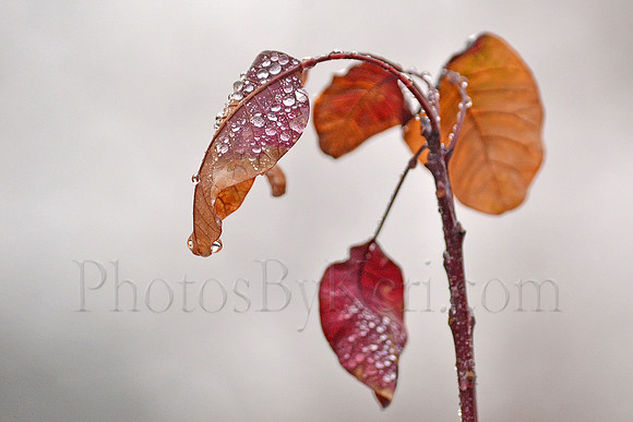 Drops