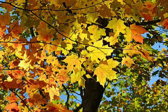 Rainbow of Leaves