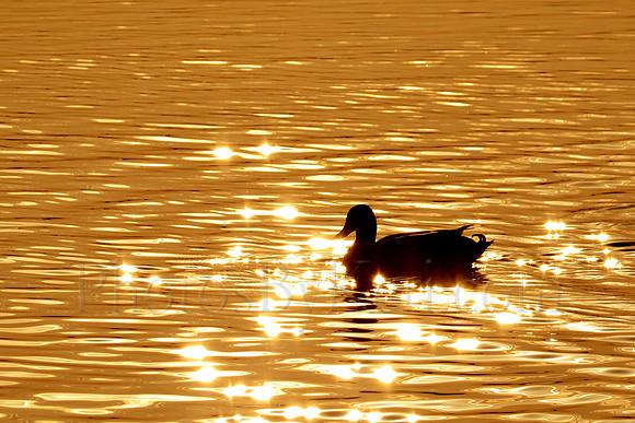 On Golden Pond