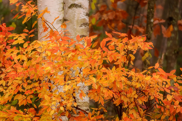 Bejeweled Birch Trunks