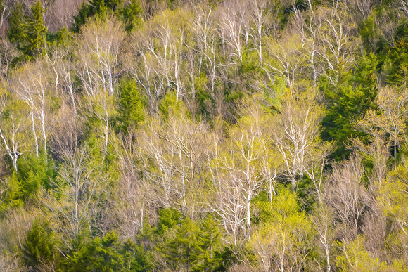 Spring Birch Diagonals