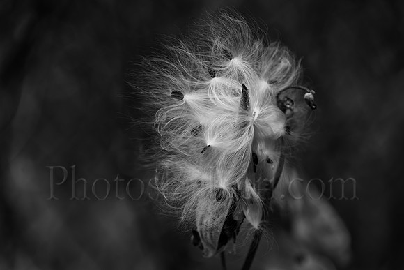 Soft Milkweed
