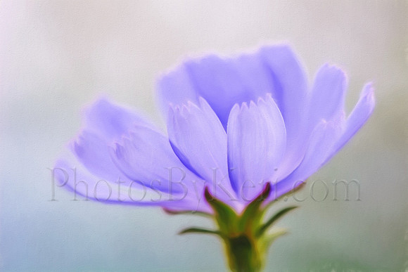 Wild Chicory