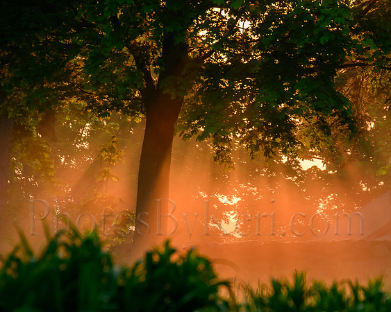 Sunlight On The Haze