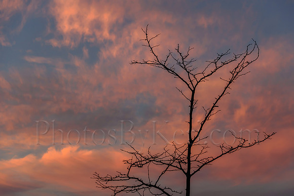 Stark Silhouette Sunset