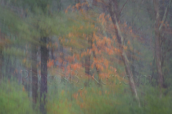 Forest In Early Spring
