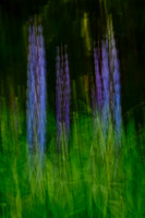 Lupine Abstract