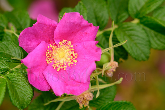 Apothecary Rose