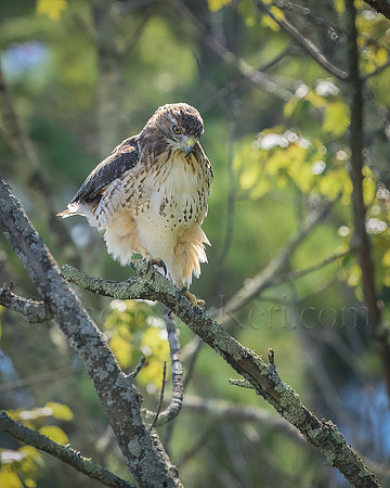 Like A Hawk